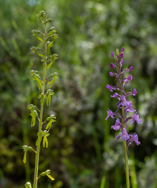 Listera ovata e Gymnadenia odoratissima