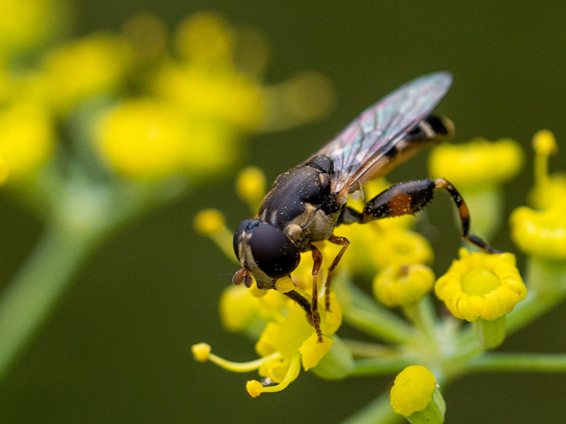 Syritta pipiens  