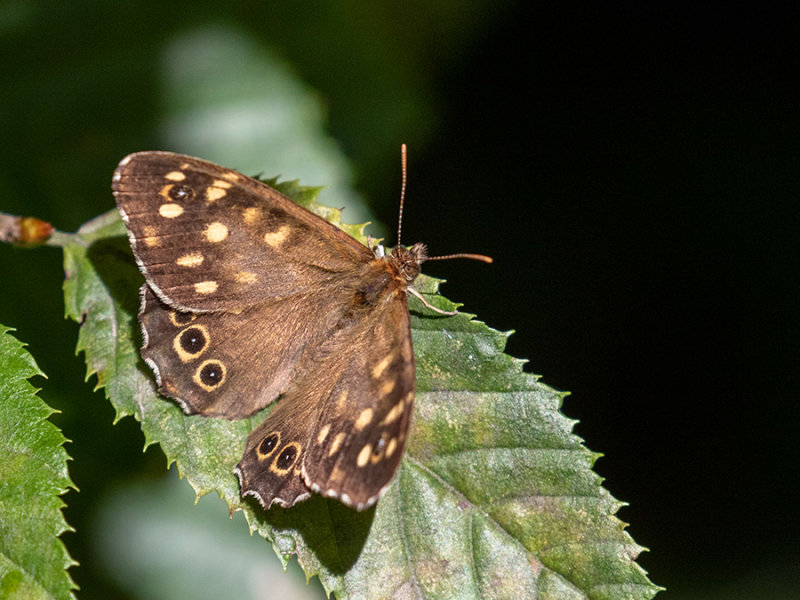 Pararge aegeria tircis    