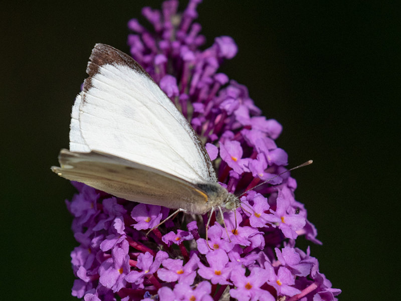 Pieris brassicae   