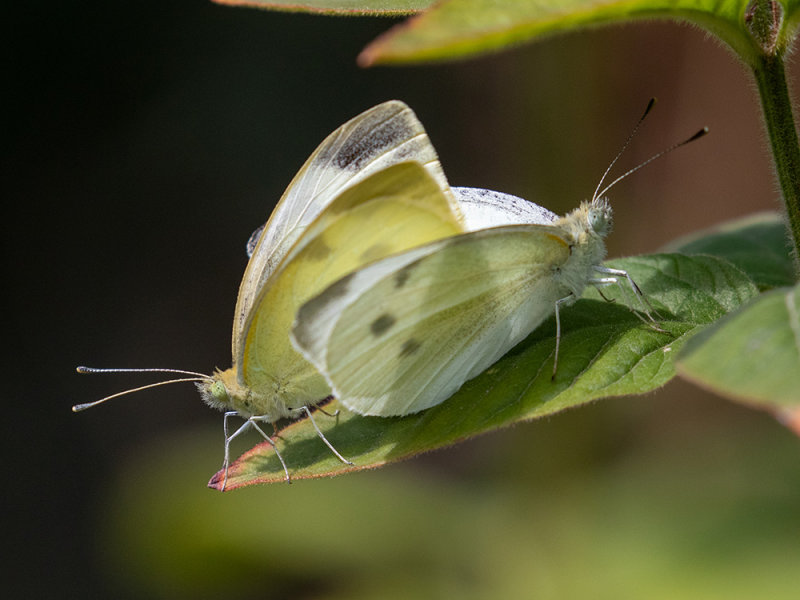 Pieris rapae mating