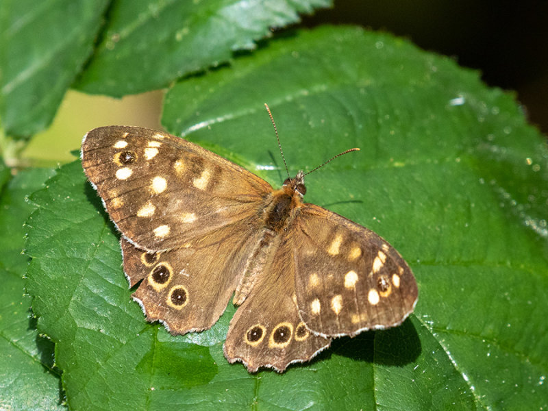 Pararge aegeria tircis    