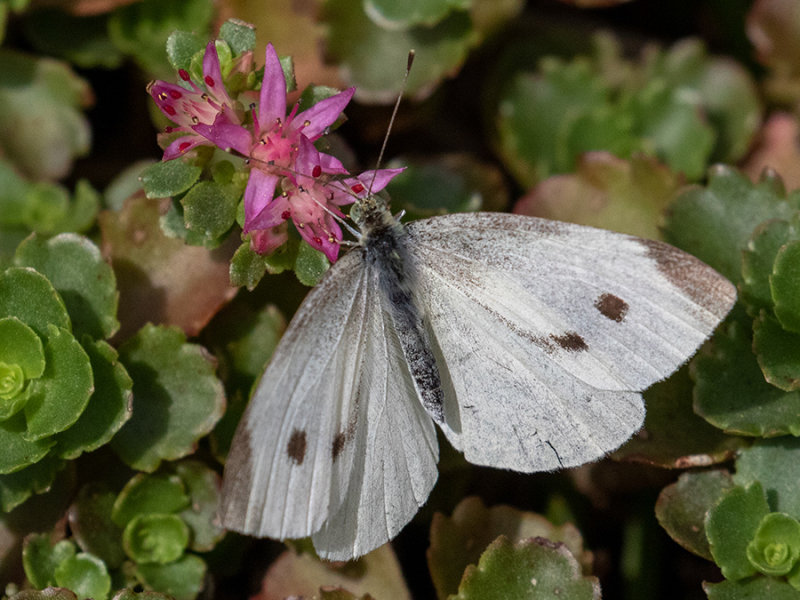 Pieris rapae    