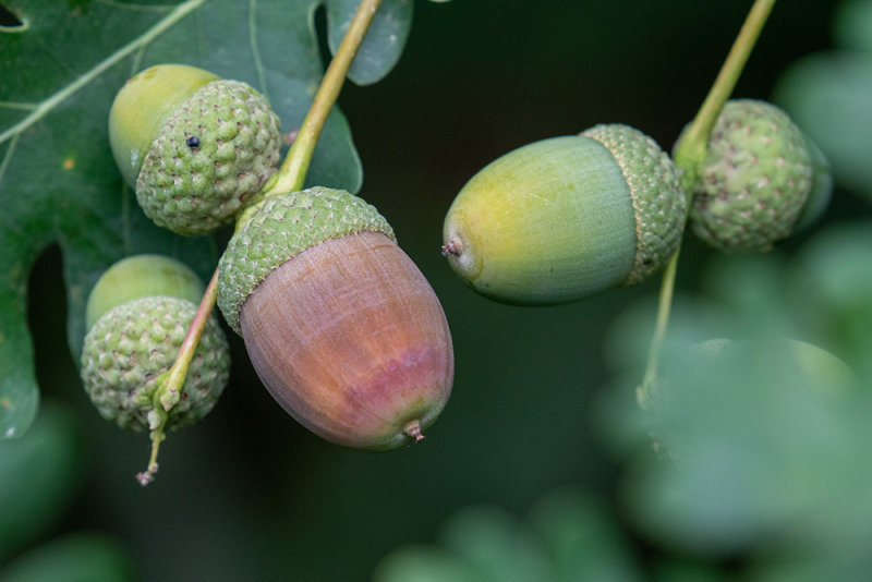 acorns