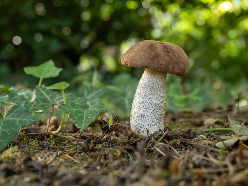 Leccinum scabrum