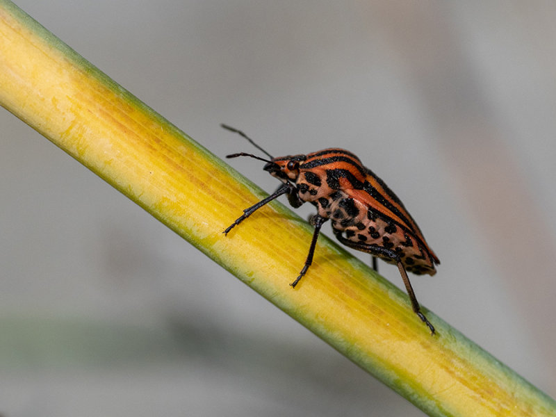 Graphosoma italicum
