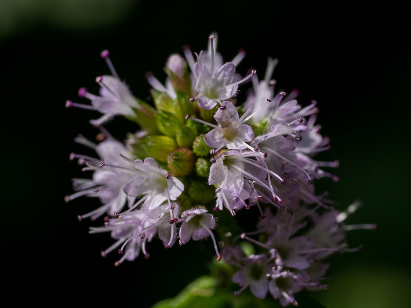 Mentha aquatica  