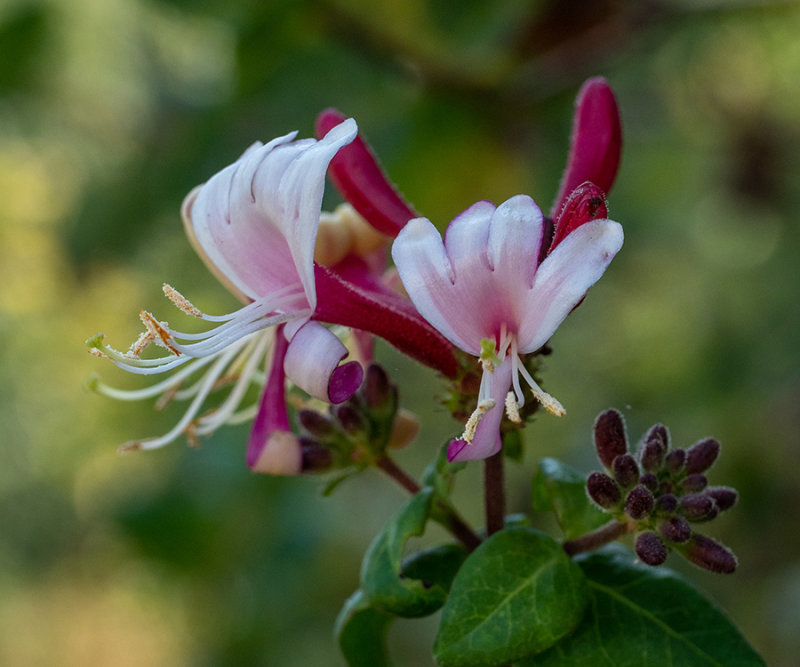 Lonicera caprifolium