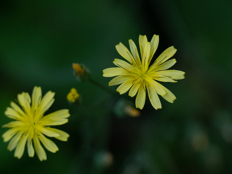 Lapsana communis   