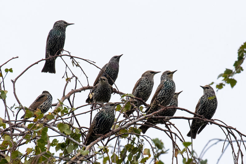 Common Starling