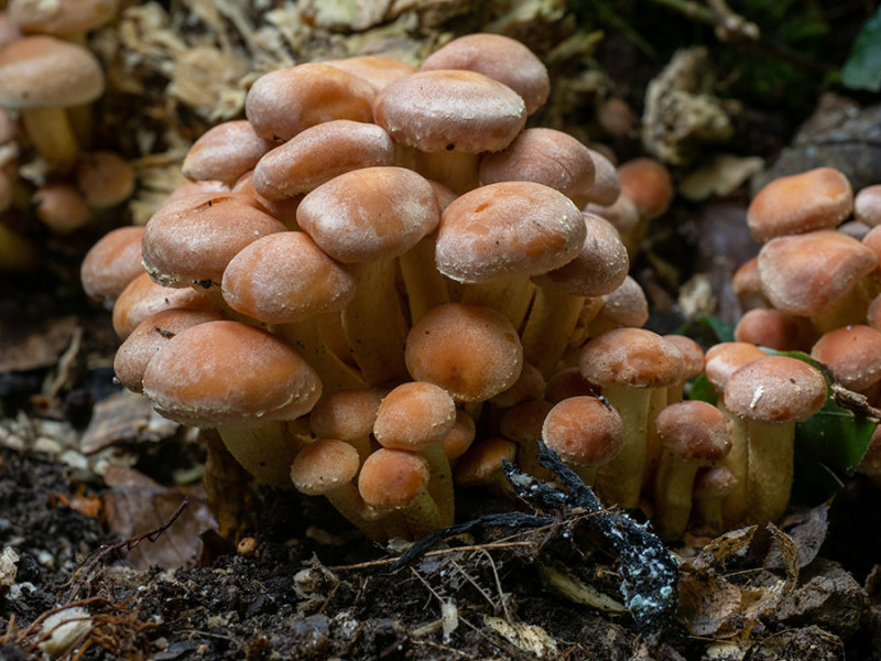 Hypholoma fasciculare