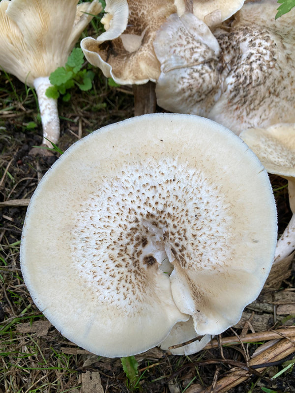 Lentinus tigrinus   