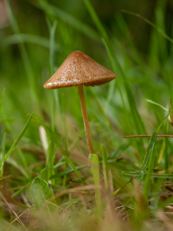 Conocybe   