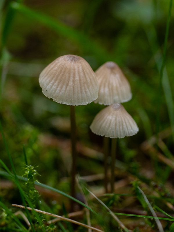 Mycena galopus