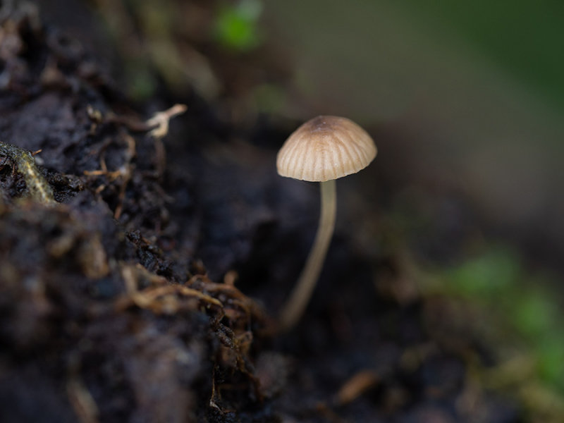 Mycena speirea