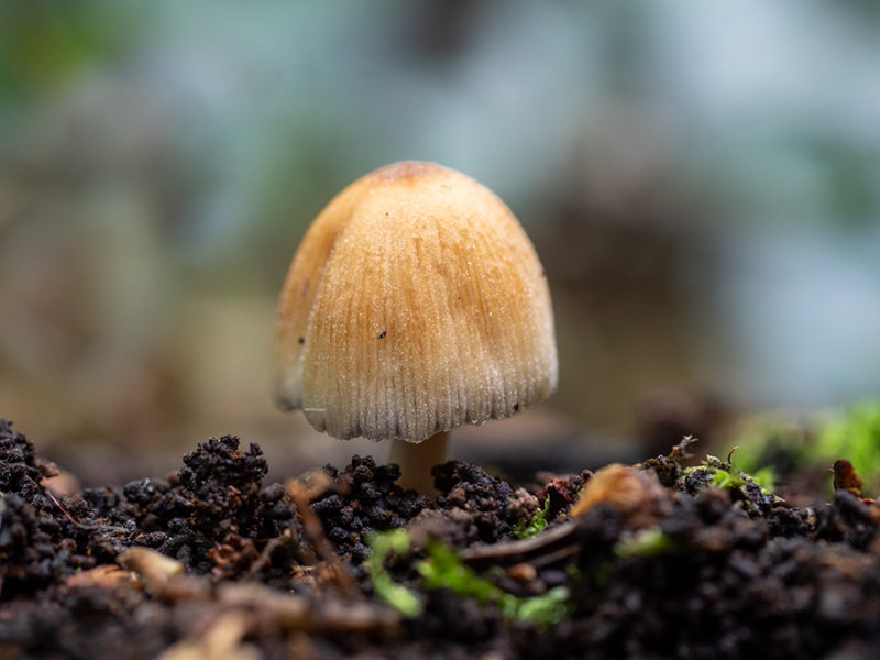 Coprinellus micaceus  