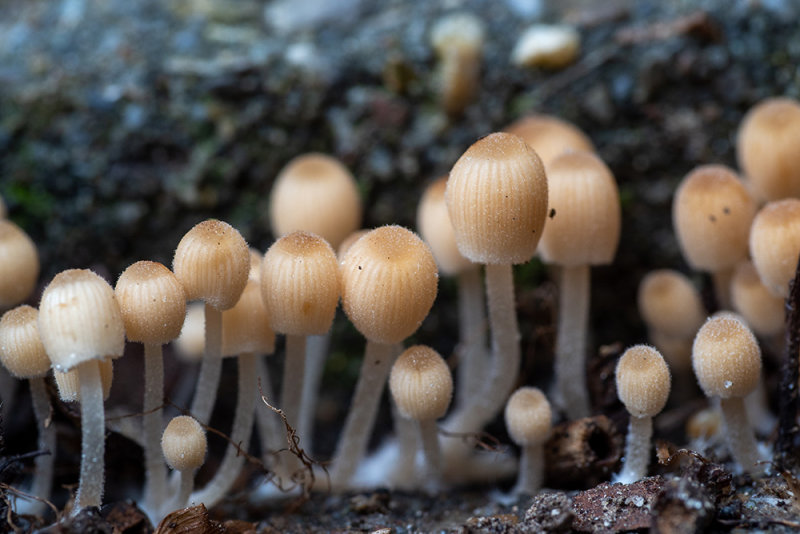 Coprinellus disseminatus  