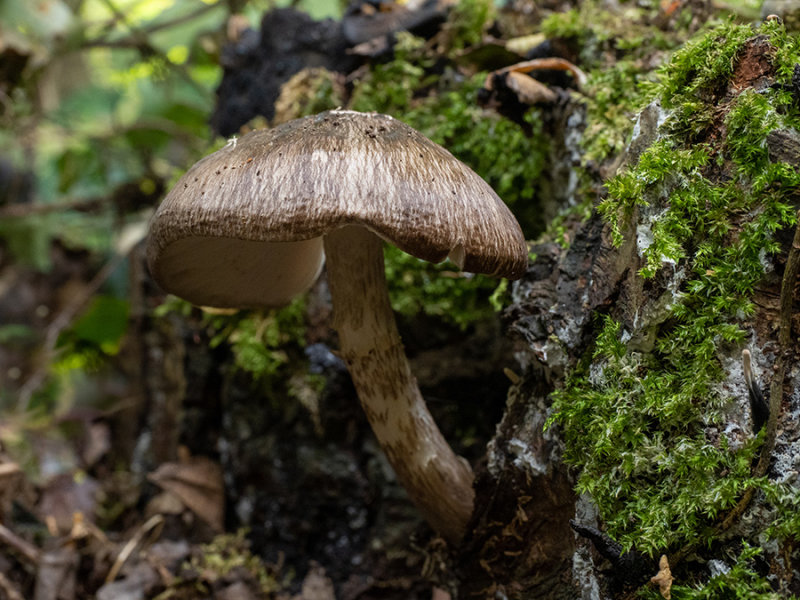 Pluteus cervinus  