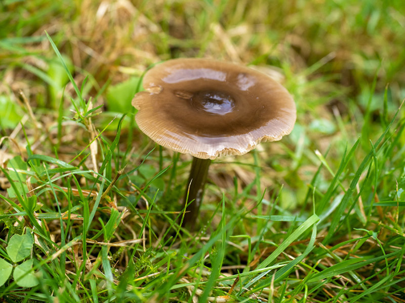 Entoloma sericeum