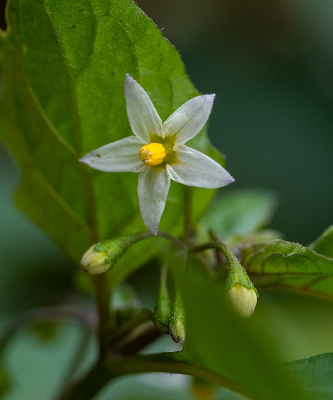 Solanum nigrum  