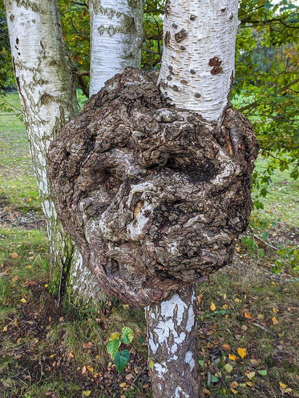 Tuber lignosum   