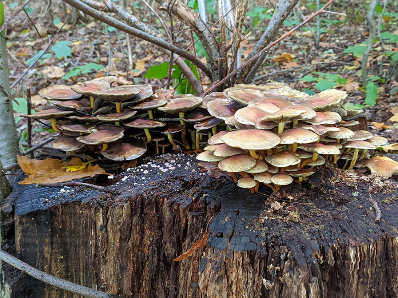 Hypholoma fasciculare
