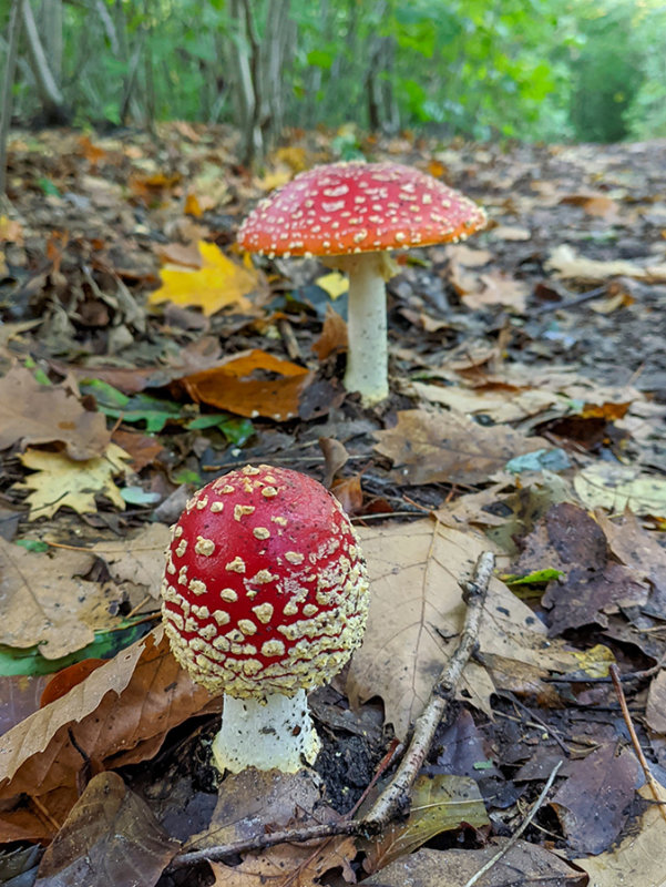 Amanita muscaria