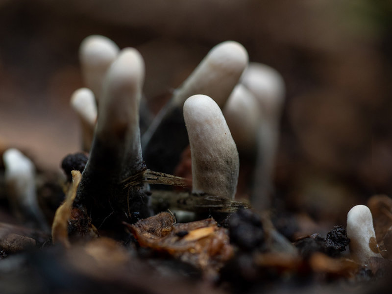 Xylaria hypoxylon