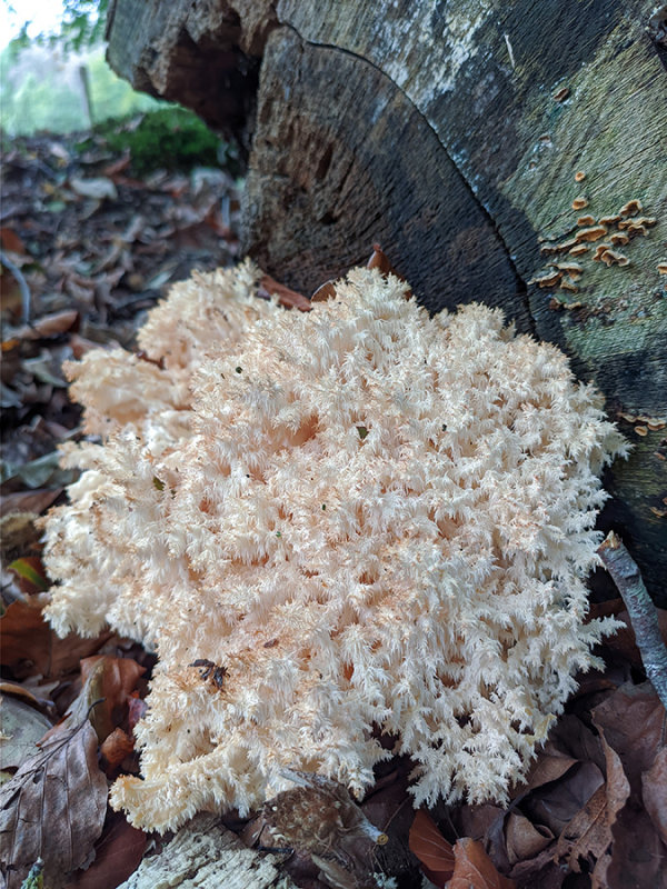 Hericium coralloides