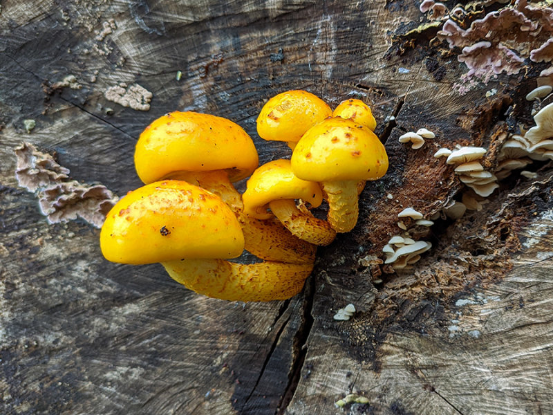 Pholiota adiposa   