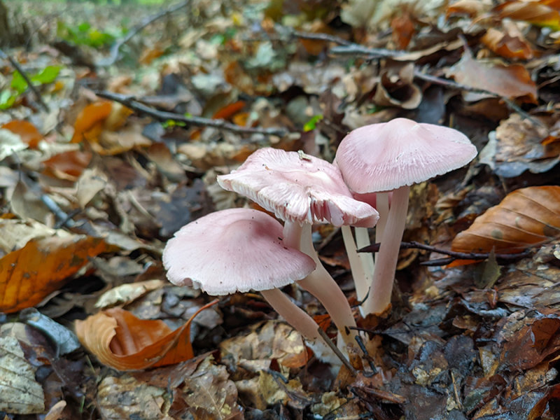 Mycena rosea  