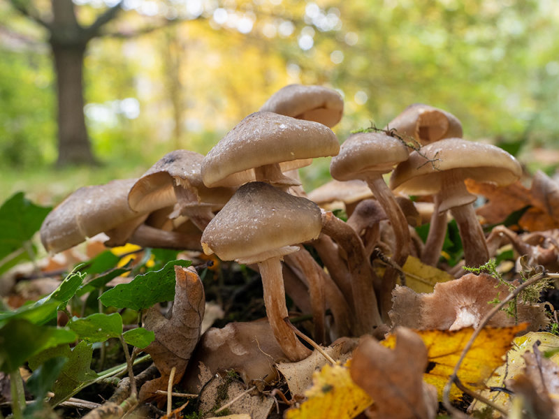 Armillaria mellea