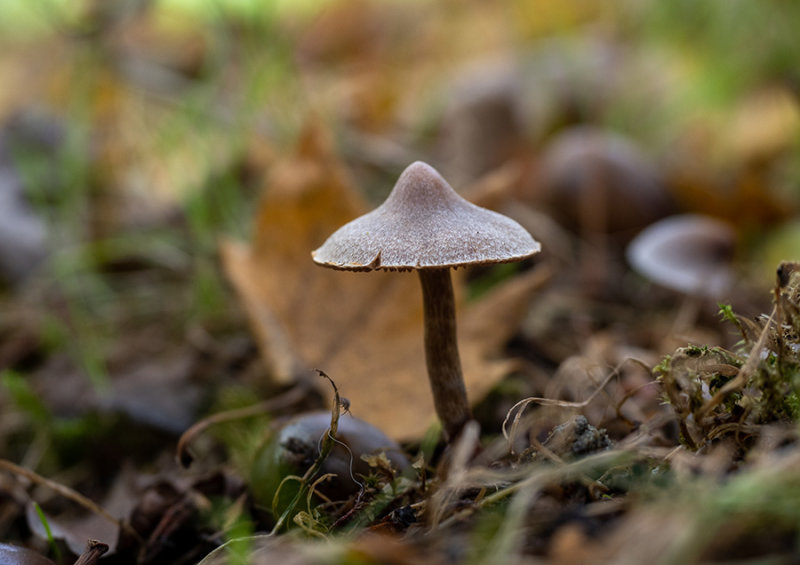 Cortinarius hemitrichus   