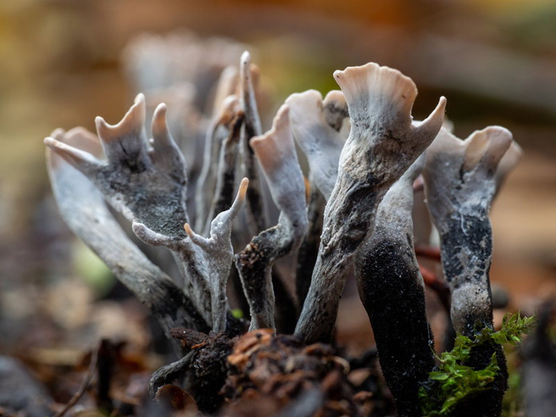Xylaria hypoxylon