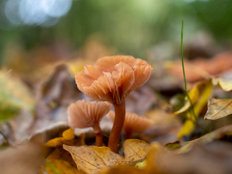 Laccaria laccata