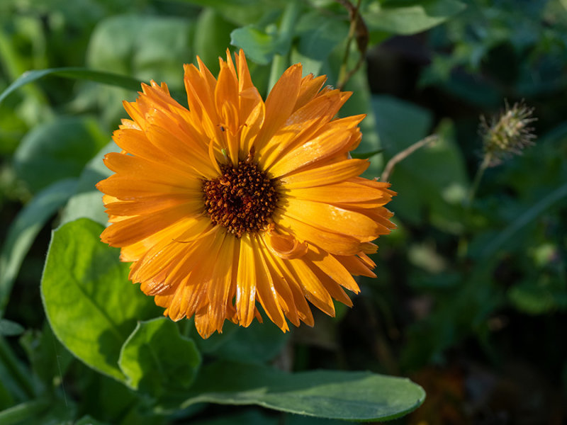 Calendula officinalis   