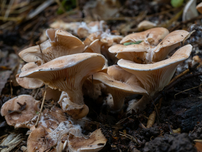 Lepista flaccida    