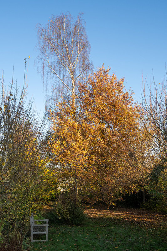 Autumn imby