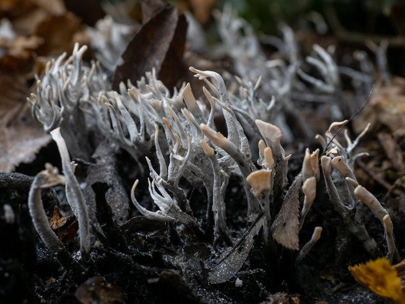 Xylaria hypoxylon  