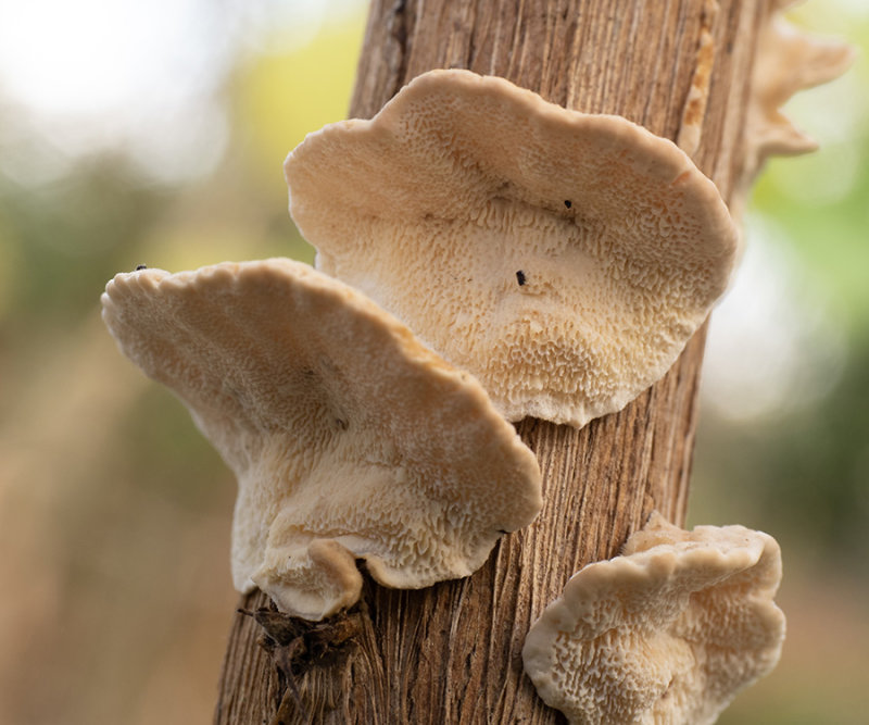 Trametes versicolor  