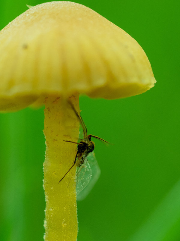 Ichneumonidae  spec.   
