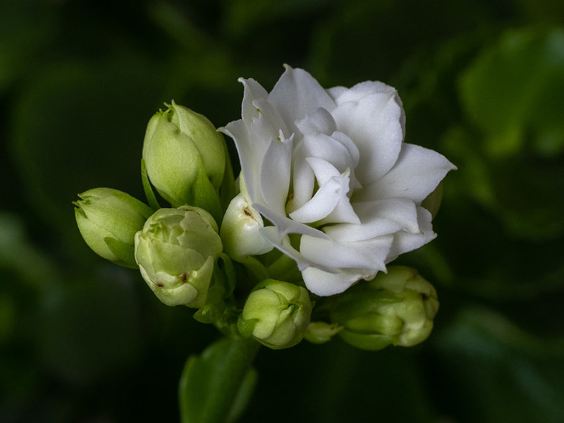 Kalanchoe calandiva