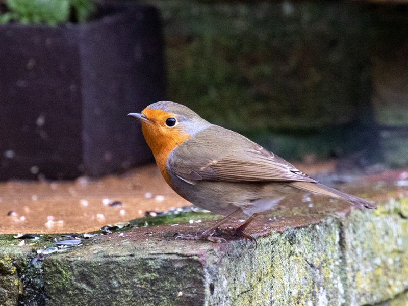 Robin