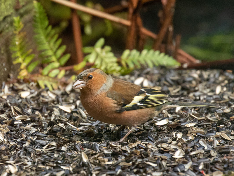 Chaffinch (male)