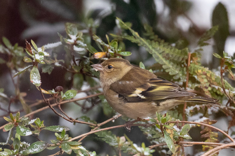 Chaffinch (female)