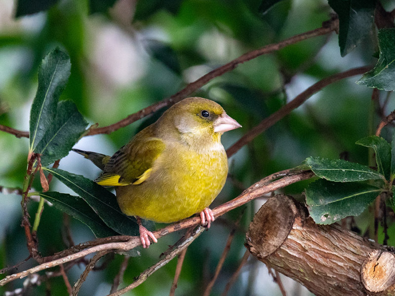 Greenfinch (male)