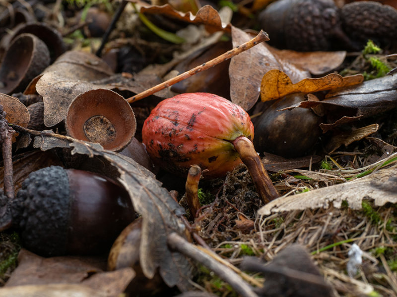 Germinating accorn   