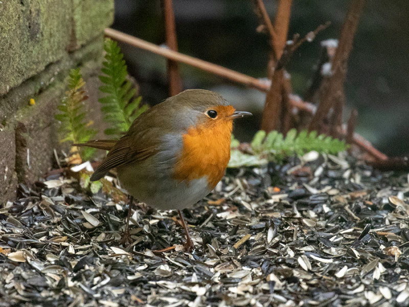 Robin