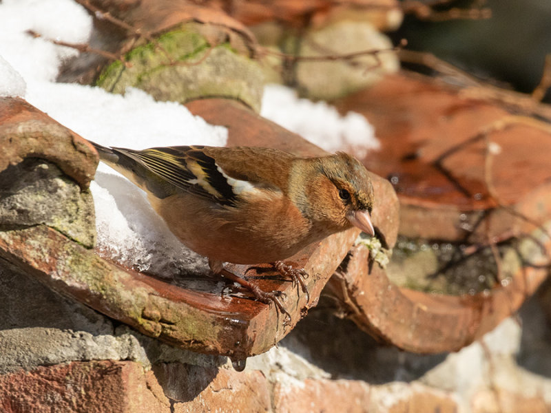 Chaffinch (male)