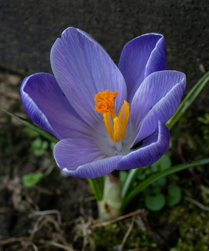 Crocus vernus  